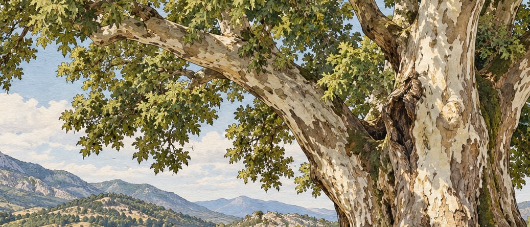 Kırıntı Village Plane Tree Natural Monument çizimi, Isparta