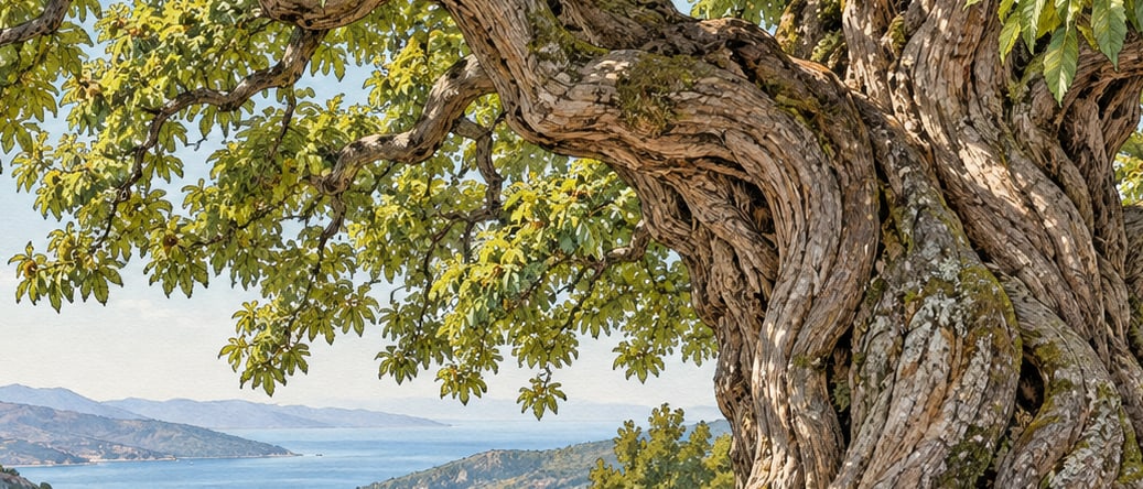 Subaşı Havuzlar Natural Monument çizimi, İstanbul